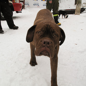 French Mastiff